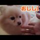 Super Cute Puppies, Pomeranian Love's Medicine かわいい子犬みたいなポメラニアン　薬大好き！